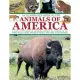 An Illustrated Guide to the Animals of America: A Visual Encyclopedia of Amphibians, Reptiles and Mammals in the United States,