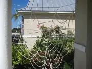 Halloween Spider Web; indoor or outdoor uses; black or white; Made in USA