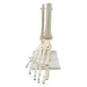 10X(1:1 Human Skeleton Foot Anatomy Model Foot and Ankle with Shank9922