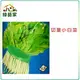 【綠藝家】大包裝A05.切葉小白菜種子200克