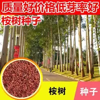 在飛比找露天拍賣優惠-【種子之家】桉樹種子尾葉巨桉藍桉杏仁桉種子林木種子綠化苗木種