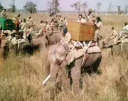 Royal Tour to Nepal A general scene during a Tiger hunt which Quee- Old Photo 1