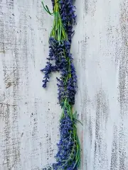 Purple Astilbe Garland 5 Ft