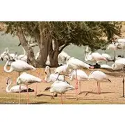 Save 5.00%! Love & Flamingo Lake Tour with Dinner & Live Show at Bab al Shams