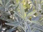 Sacred SAGE White/Salvia Apiana 10 Seeds