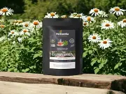 Echinacea Tea - Immune System
