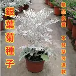 銀葉菊種子 四季種植觀花植物 新手易種好養活 庭院陽台盆栽地栽