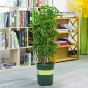 Vine Climbing-Rack Plant-Support Cage Garden Tomato Flower Trellis Stand 45cm
