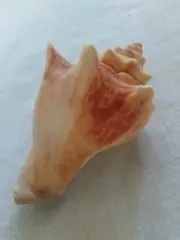 Natural Conch Snail new Sea Shell Crafts Necklace Fish Tank Gift Home Decoration