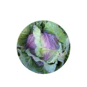 Cabbage Savoy Verona Purple - [Size: 25G]