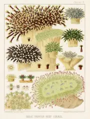 12799.Poster print.Room Wall design.1893 Great Barrier Australian Reef.Corals