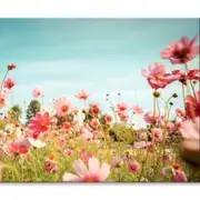 Cosmos Flower Blossom in Garden Print 100% Australian Made 120 x 90cm (Stretched)