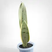 Sansevieria Trifasciata Pearl Young Rare Uniqe Snake Plant