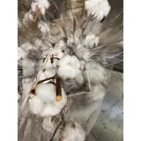 在飛比找蝦皮購物優惠-進口乾燥棉花 天然棉花 乾燥花