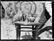 Two small tawny frogmouth birds perched a wooden chair Taronga Park- Old Photo