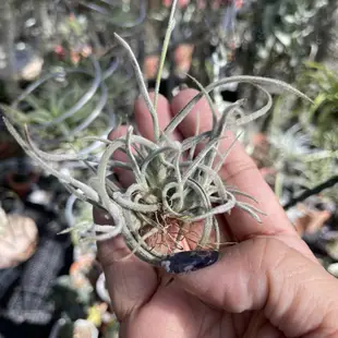 Tillandsia crocata克洛卡塔叢生（香花）