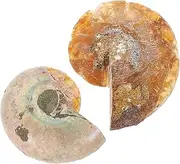 Luxshiny Material Ammonite Sample 2 Pack for Teaching Decor Safe for Boys and Girls