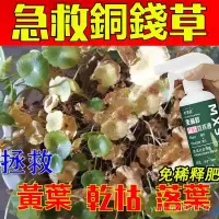 在飛比找蝦皮購物優惠-【台灣出貨】正品 銅錢草 營養專用肥 西瓜皮椒草 水耕營養液