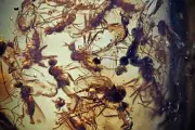Swarm of Brachycera (Fly) Fossil inclusion in Burmese Amber