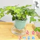 【小品文化】黃翠斑常春藤【現貨】3吋山形免澆水盆栽 室內植物 辦公室盆栽 懶人盆栽 水培植物 水培盆栽 室內盆栽