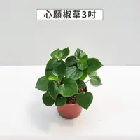 在飛比找momo購物網優惠-【Gardeners】心願椒草 3吋盆 -1入(室內植物/綠