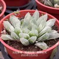 在飛比找蝦皮購物優惠-沅鈺農場   多肉植物   百合科   玉露-白斑玉露