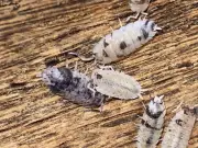 Porcellio Scaber Isopod bundle: 12+ Lava, 12+Orange Koi, 12+ Dalmatian