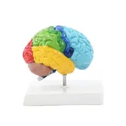 Right Hemisphere of Brain Human Body Model Education Brain Model 1:1 for Student Teaching Study Assembling Model Photo Color
