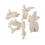 NEW 3B Scientific 5 Vertebrae Bones A75/1