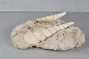 Fossil Turritella Shell on Matrix from Touraine, France 9.7 cm # 20664