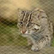 Cat Netting for Balcony, Cat Netting Anti-Fall Mesh Fence, Anti Bird Netting ...