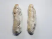 Alaskan Snowshoe Hare Feet (back paws) Ethical Winter Harvest. Fly tying, crafts