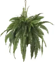 Stunning 22in. Boston Fern in Decorative Wicker Basket - Easy Care Indoor Plant