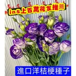 💥💥【進口重瓣洋桔梗花種子】開花機器 洋桔梗種子 桔梗種子發芽率超高四季播種開花易活花卉種孑庭院室外花種籽子多年生花卉