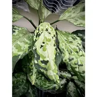 在飛比找蝦皮購物優惠-迷彩粗肋草 Aglaonema pictum tricolo