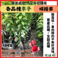 在飛比找蝦皮購物優惠-[種植趣] 新品種 李子苗 嫁接 特大紅肉李 黃肉李 桃接李