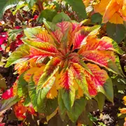 Amaranth - Illumination seeds