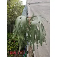 在飛比找蝦皮購物優惠-P.Platycerium Pegasus 飛馬（TC)/組