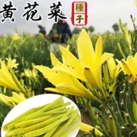 在飛比找蝦皮購物優惠-［開發票］收據 免運 【食用黃花菜種子】 金針菜籽 四季播種