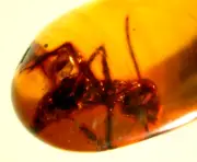 Large Cretaceous Ant in Burmite Amber Fossil Gemstone Dinosaur Age
