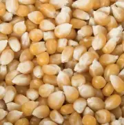 Amish Country Ladyfinger Butterfly Popcorn Kernels / 50 lbs