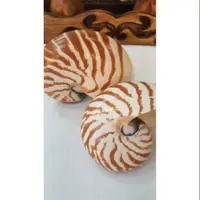 在飛比找蝦皮購物優惠-天然貝殼鸚鵡螺兩個一組