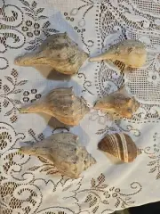 Set of 6 Sea Shells Lighting Whelk 3" - 5"