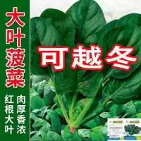 在飛比找蝦皮購物優惠-【可越冬】菠菜種子 圓大葉菠菜籽 高產耐熱 耐高溫 菠菜種籽