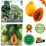 35 Papaya Fruit Seeds Fresh Sweet Tropical Organic Dwarf Carica Rare 100%Organic