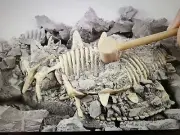 Dinosaur Fossil Dig FIND YOUR OWN DINOSAUR!