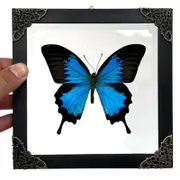 Butterfly Wall Decor Frame Moth Dead Insect Shadow Box Frame Perfect For Schools College 01