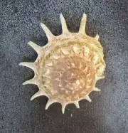XENOPHORIIDAE STELLARIA SOLARIS PAUCISPINOSA FORT DAUPHIN MADAGASCAR SEA SHELL