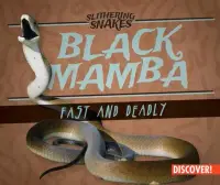 在飛比找博客來優惠-Black Mamba: Fast and Deadly