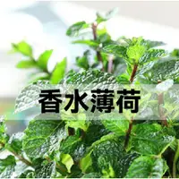 在飛比找蝦皮購物優惠-香水薄荷種子 薄荷種子 四季種植易活薄荷種子 室內驅蚊小盆栽